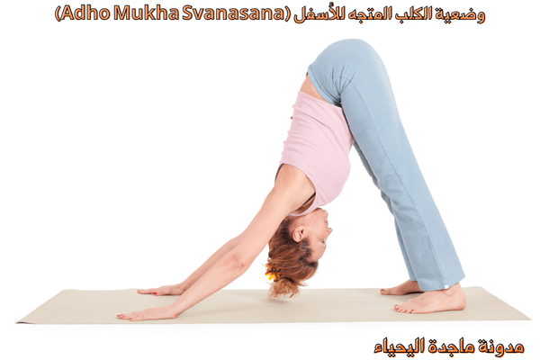 تمارين اليوغا والتمارين الذهنية - وضعية الكلب المتجه للأسفل (Adho Mukha Svanasana)