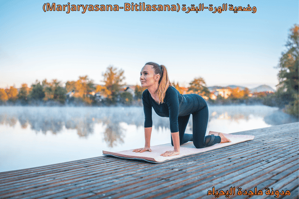 تمارين اليوغا والتمارين الذهنية - وضعية الهرة-البقرة (Marjaryasana-Bitilasana)